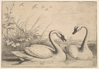 Dois cisnes, 1654-58. de Wenceslaus Hollar