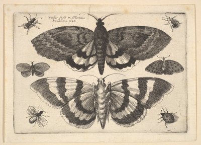 Duas mariposas e seis insetos, 1645. de Wenceslaus Hollar