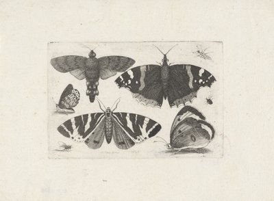 Quatro borboletas, uma mariposa, dois besouros e uma mosca de Wenceslaus Hollar