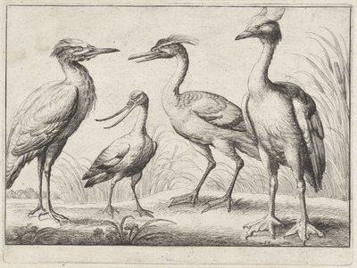 Quatro aves pernalta
Várias aves (título da série) de Wenceslaus Hollar