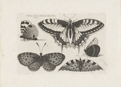 Cinco borboletas Insetos (título da série) Muscarum Scarabeorum (título da série) de Wenceslaus Hollar
