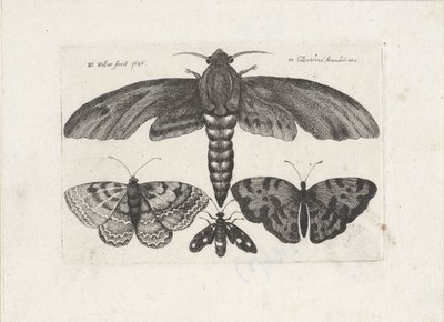 Borboletas e uma mariposa Insetos (título da série) Muscarum Scarabeorum (título da série) de Wenceslaus Hollar