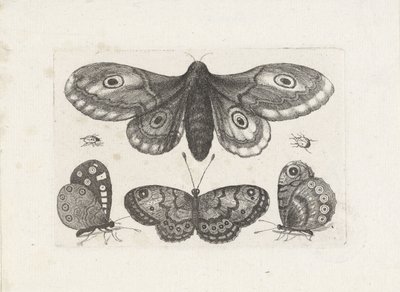 Borboletas, besouros e uma mariposa Insetos (título da série) Muscarum Scarabeorum (título da série) de Wenceslaus Hollar