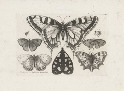 Borboletas, besouros e uma mariposa Insetos (título da série) Muscarum Scarabeorum (título da série) de Wenceslaus Hollar