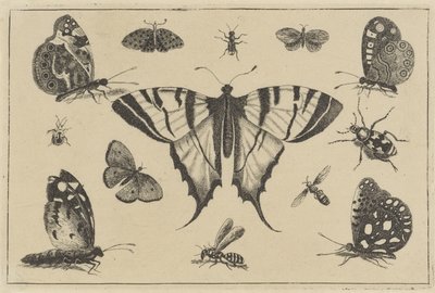 Borboletas, vespas e outros insetos Vários insetos (título da série) Diversae Insectorum (título da série) de Wenceslaus Hollar