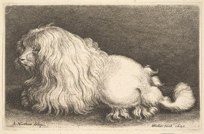 Cão branco, 1649. de Wenceslaus Hollar