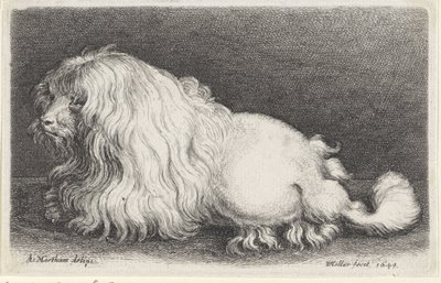 cachorro branco de Wenceslaus Hollar