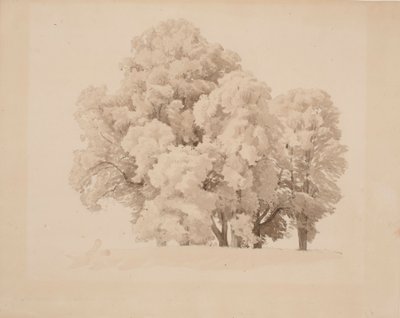 Grupo de árvores de folhas de Werner Holmberg