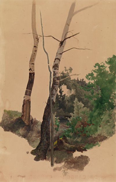 Dois troncos e arbustos de bétula nus de Werner Holmberg