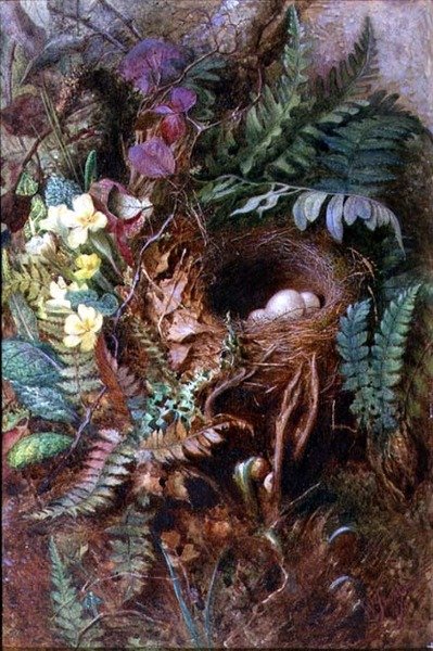 Ninho de Aves de Wilfred Jenkins