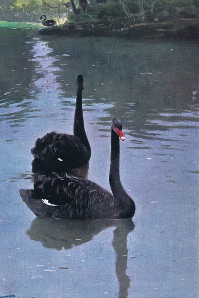 Cisne Negro, ilustração fromWildlife of the World, c.1910 de Wilhelm Kuhnert