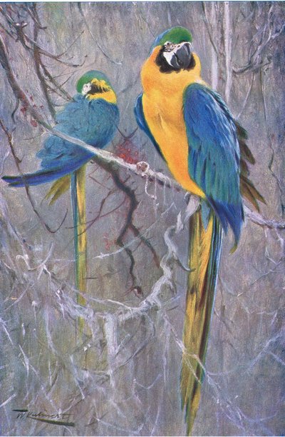 Arara azul e amarela, da vida selvagem do mundo, publicada por Frederick Warne & Co, c.1900 de Wilhelm Kuhnert