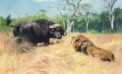Búfalo e Leão antes da luta, de Wilhelm Kuhnert