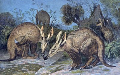 Aardvark do Cabo, porco de terra de Wilhelm Kuhnert