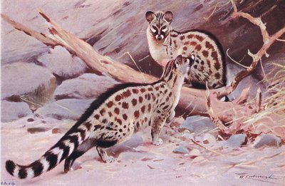 Dungola Genet, ilustração da vida selvagem do mundo, c.1910 de Wilhelm Kuhnert