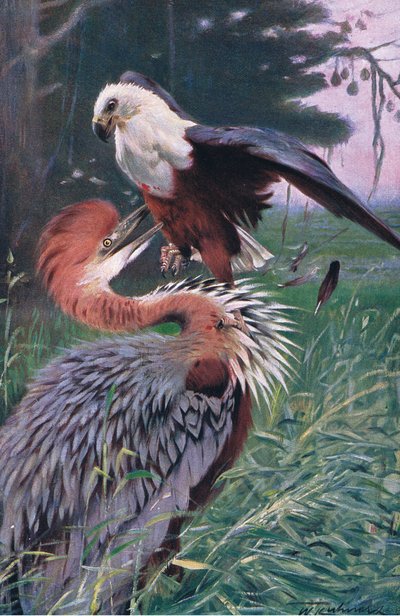 Garça-gigante e a águia do mar, ilustração da vida selvagem do mundo, c.1910 de Wilhelm Kuhnert
