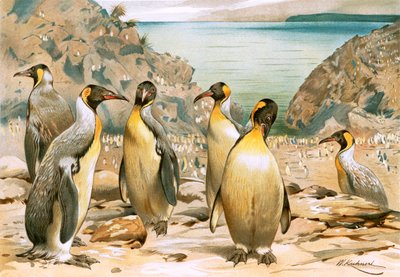 Pinguins gigantes de Wilhelm Kuhnert