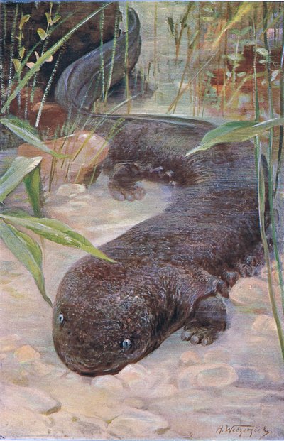 Salamandra Gigante, da Vida Selvagem do Mundo, publicada por Frederick Warne & Co, c.1900 de Wilhelm Kuhnert