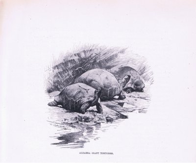 Tartarugas gigantes, ilustração fromWildlife do mundo, c.1910 de Wilhelm Kuhnert