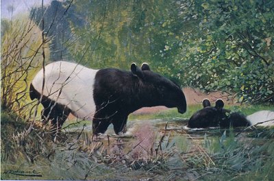 Anta Indiana, da vida selvagem do mundo, publicada por Frederick Warne & Co, c.1900 de Wilhelm Kuhnert