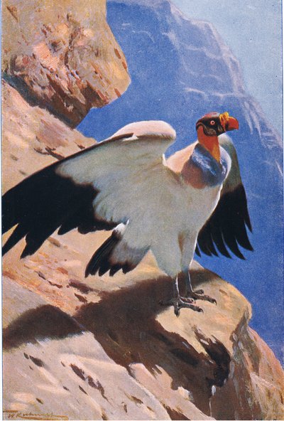 Rei Abutre, da vida selvagem do mundo, publicado por Frederick Warne & Co, c.1900 de Wilhelm Kuhnert