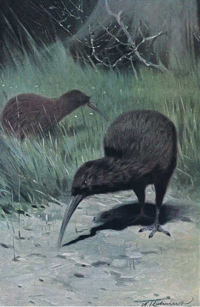 Kiwi, ilustração da vida selvagem do mundo, c.1910 de Wilhelm Kuhnert