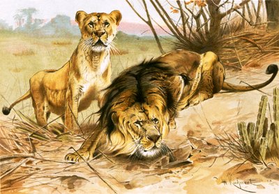 Leão e Leoa de Wilhelm Kuhnert
