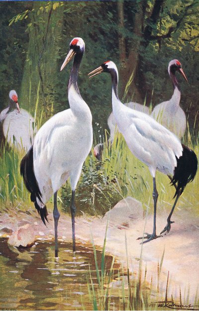 Manchurian Crane, da vida selvagem do mundo, publicado por Frederick Warne & Co, c.1900 de Wilhelm Kuhnert