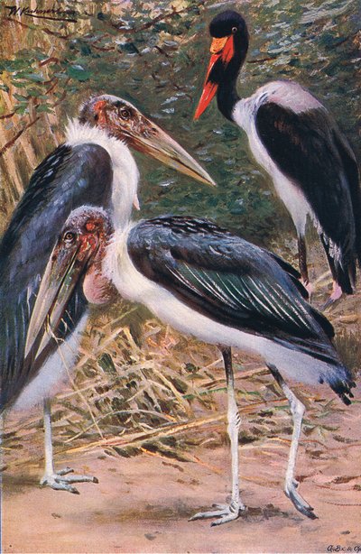 Marabu e Jabiru, ilustração da vida selvagem do mundo, c.1910 de Wilhelm Kuhnert