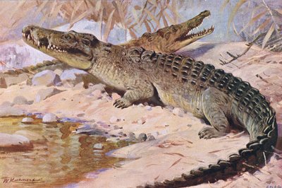 Crocodilo do Nilo, ilustração da vida selvagem do mundo, c.1910 de Wilhelm Kuhnert
