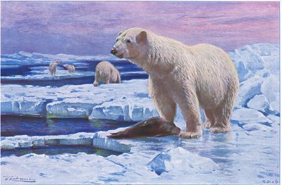 Urso Polar, da Vida Selvagem do Mundo, publicado por Frederick Warne & Co, c.1900 de Wilhelm Kuhnert