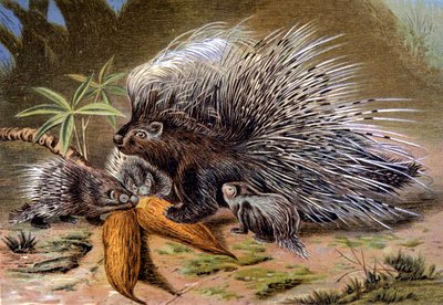 Porco-espinho de Wilhelm Kuhnert