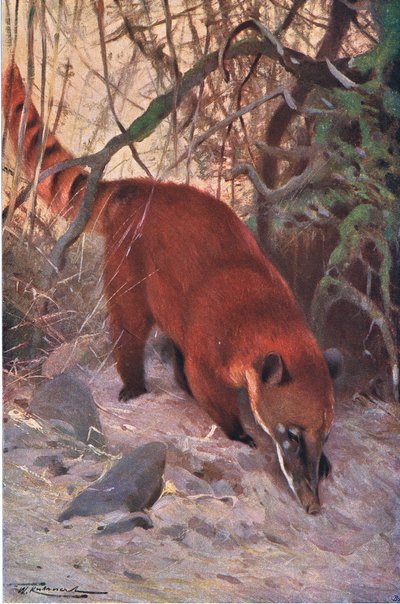 Red Coati, da vida selvagem do mundo, publicado por Frederick Warne & Co, c.1900 de Wilhelm Kuhnert