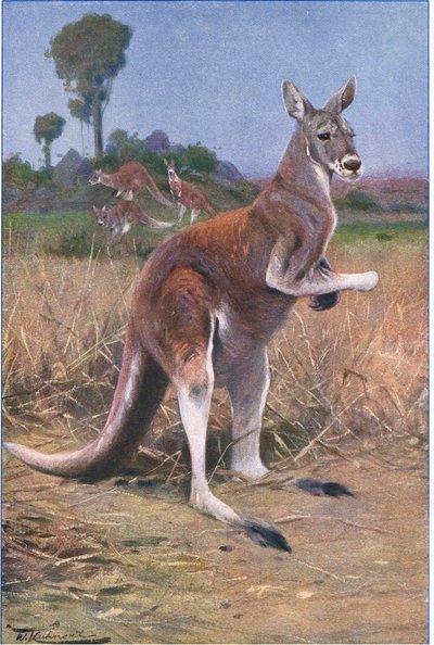 Canguru vermelho, ilustração fromWildlife of the World, c.1910 de Wilhelm Kuhnert