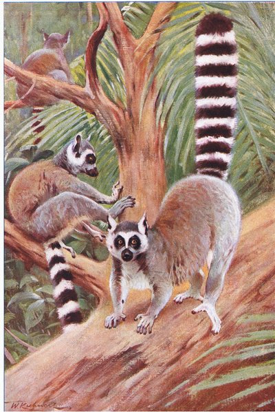 Lemur da cauda do anel, ilustração fromWildlife do mundo, c.1910 de Wilhelm Kuhnert