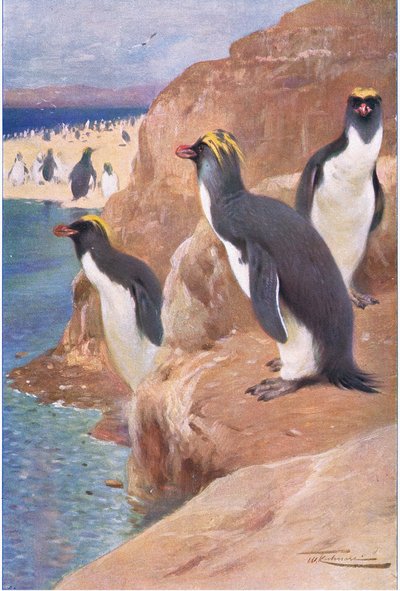 Pinguim da rocha, ilustração fromWildlife do mundo, c.1910 de Wilhelm Kuhnert