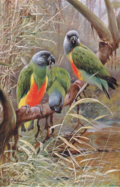 Papagaio de Senegal, ilustração fromWildlife of the World, c.1910 de Wilhelm Kuhnert