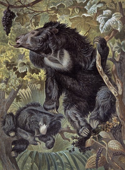 Urso-preguiça de Wilhelm Kuhnert