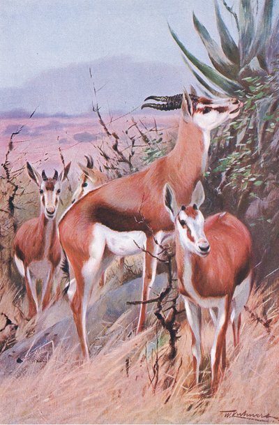 Springbok, ilustração fromWildlife do mundo, c.1910 de Wilhelm Kuhnert