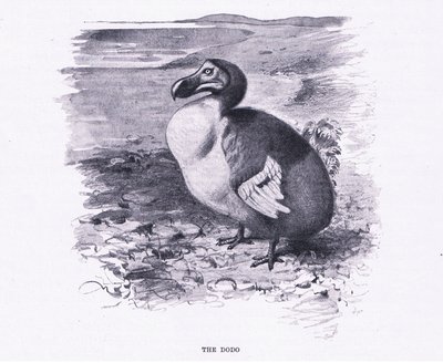 O Dodo, ilustração da vida selvagem do mundo, c.1910 de Wilhelm Kuhnert