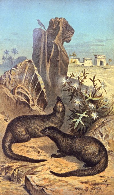O rato dos faraós de Wilhelm Kuhnert