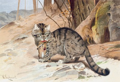 Wildcat, placa de "Brehms Tierleben: Allgemeine Kunde des Tierreichs", vol.1, p.418, publicado por Bibliographisches Institut de Wilhelm Kuhnert