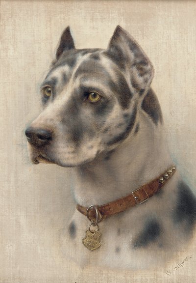 The Head of a Doberman (óleo sobre tela) de Wilhelm Schwar