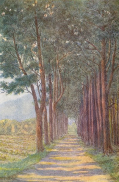 Fir Avenue, "Alphen" (litografia a cores) de Wilhelm Westhofen