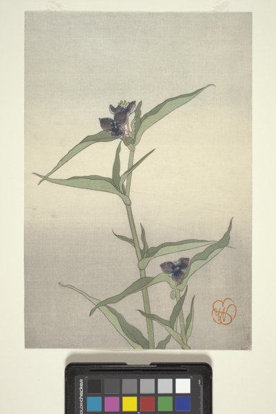 Flower Study, c.1908 (impressão em bloco de madeira a cores) de Wilhelmina Seegmiller