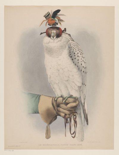 Falcão branco da Groenlândia Le groënlandais, faucon blanc mué (título no objeto) de Willem Bastiaan van Wouw (possibly)