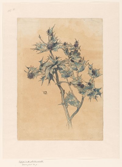 cardos de Ludwig Willem Reymert Wenckebach