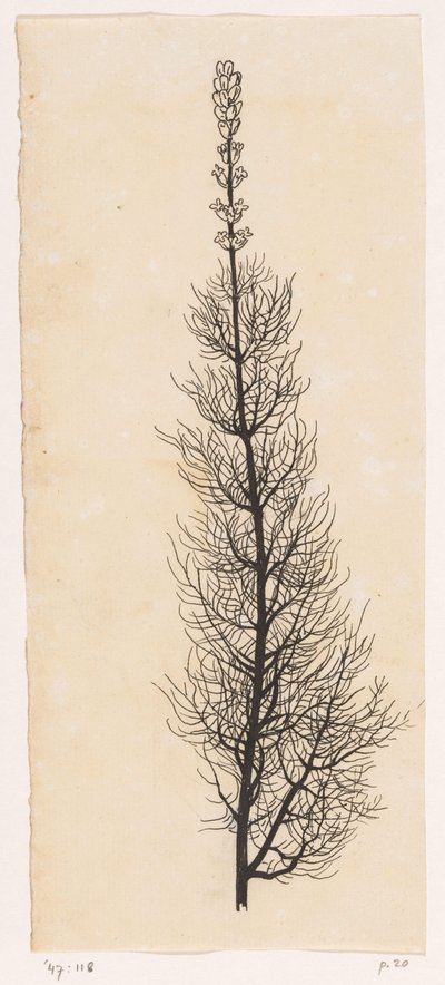 Yarrow de Willem Wenckebach