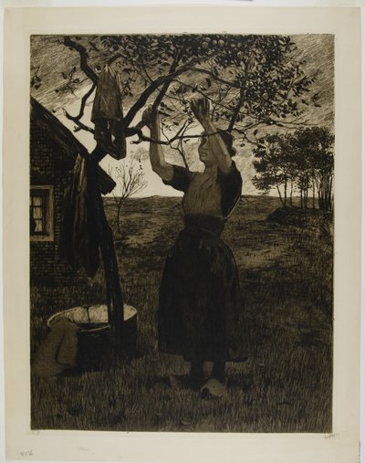 A macieira de Willem Arnoldus Witsen