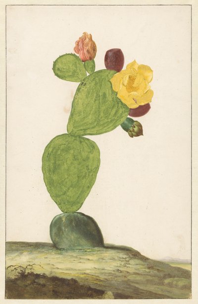 Pêra de figo em flor de Willem de Heer